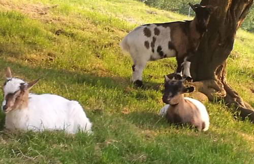 Casa Rural Altzibar-berri - Foto 4