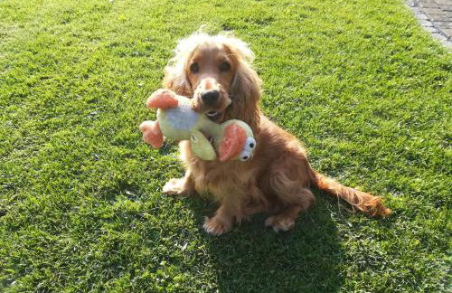 Silbecke Forest View Apartment - Foto 77