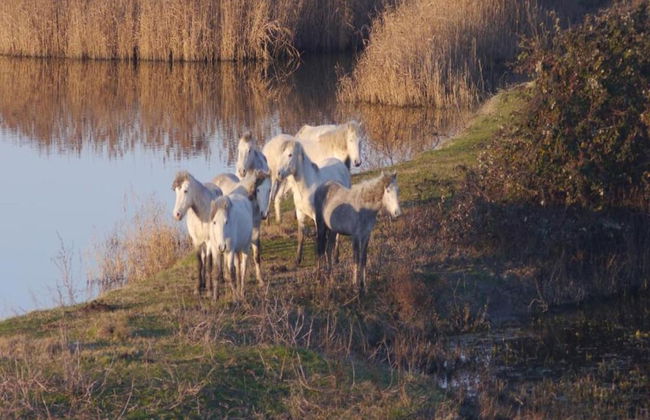Resort in Lido di Spina Near Adriatic Coast - Foto 40