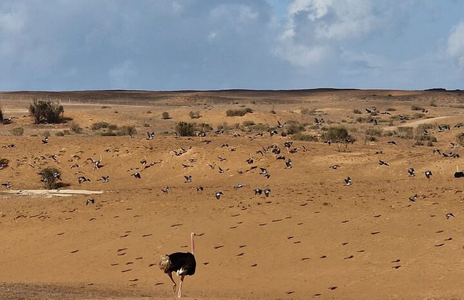 Tour de 2 días por el desierto de El Borj desde Agadir - Foto 14