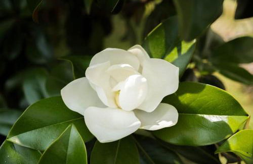 Apt T5 rénové avec bureau jardin et parking en centre ville - Foto 50