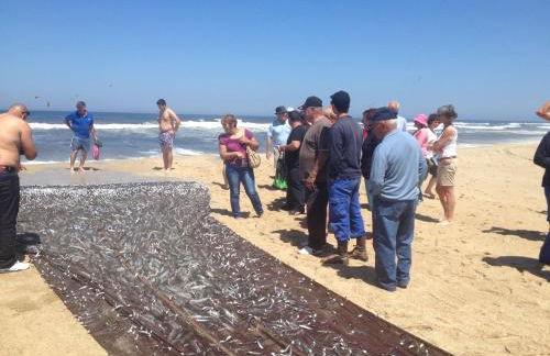 Bico das flores - Foto 77