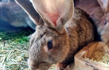 Owczarnia Agroturystyka Ekologiczne Gospodarstwo Owczarskie - Foto 74