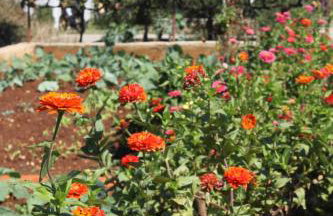 Apartments with a parking space Ugljan - 8404 - Foto 13