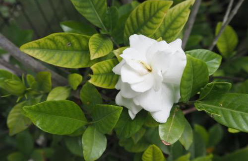 Le Gardenie di Tito - Foto 12