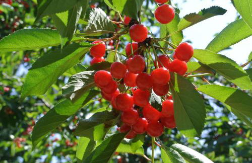 Alloggio Cantalupo - Foto 9