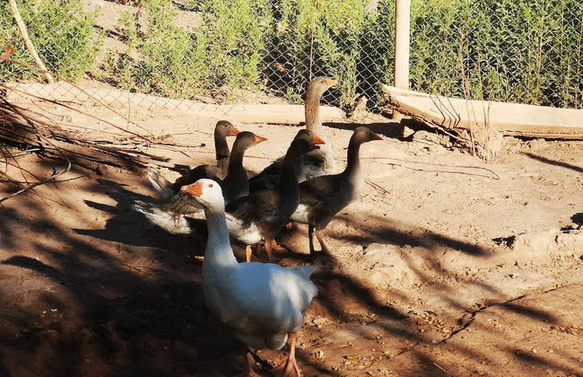 Complejo Río los Patos - Cabañas y Hostel - Photo 51