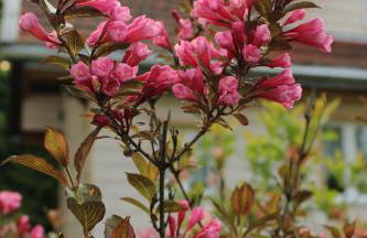 PIZUNY Dom pod dębem z balią na wyłączność - Foto 75