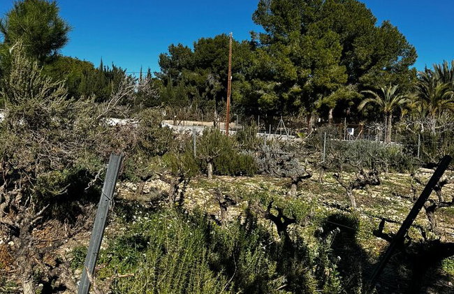 Alicante; Recorrido Vinícola Bodega Cata Vinos, Comida y Traslado - Foto 10