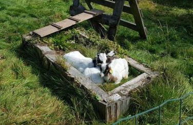 Ferienhof Ziegler - Studio Fingerhut - Foto 24