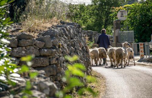 Home Sweet Home traditional Dalmatian house with pool - Photo 11