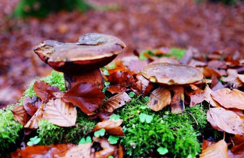 Domki pod jabłonką - Foto 26