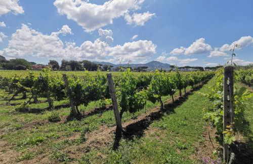 Villa Cavalletti - Foto 17