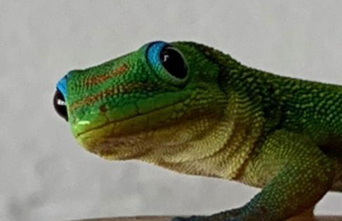 Tropical Zen Bungalow - Foto 18