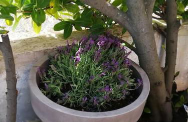 Studio cabine climatisé rez de jardin plage 150m Boucanet - Photo 34