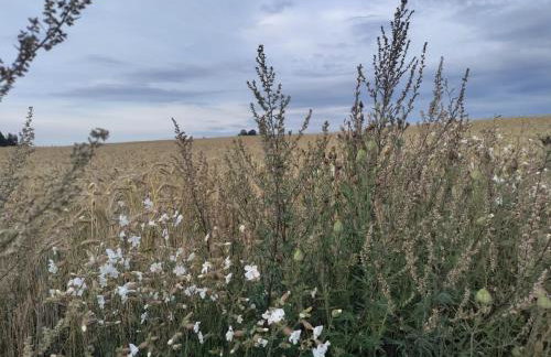 Widny Jaś zaprasza z psem nad jezioro na Kaszubach - Foto 40
