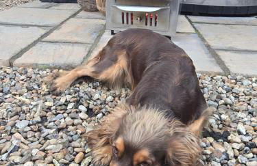 Birch Cottage with private wood fire hot tub - Foto 18