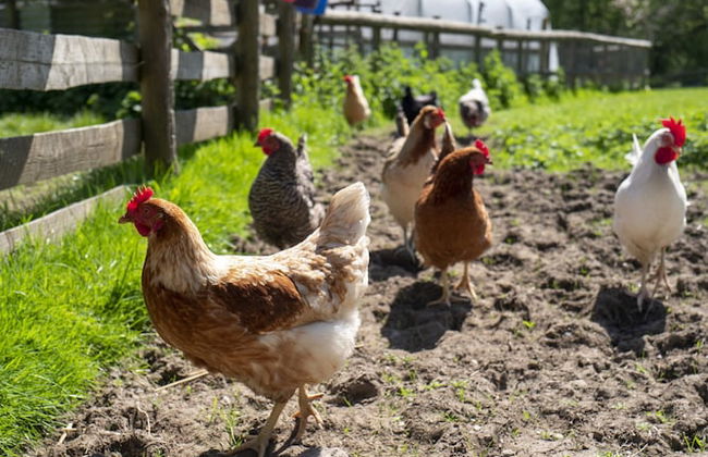 Courtyard Cottage - Photo 14