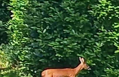 Les Jardins du castel gites Annick et Jean paul - Foto 32