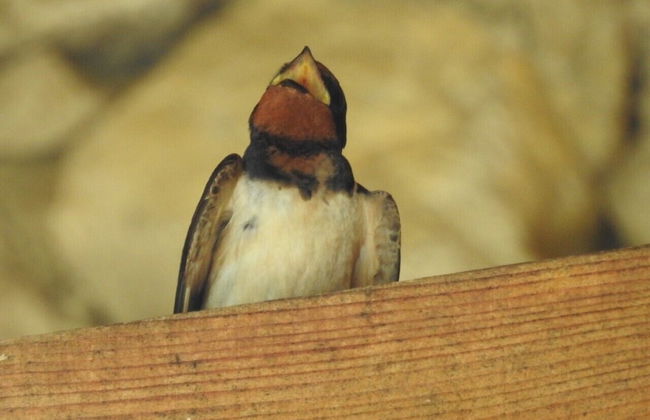 Exo Log Cottage - Foto 29