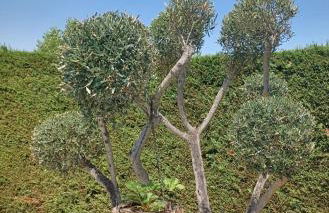 Lou Bagnou Mi-Clos - Foto 28