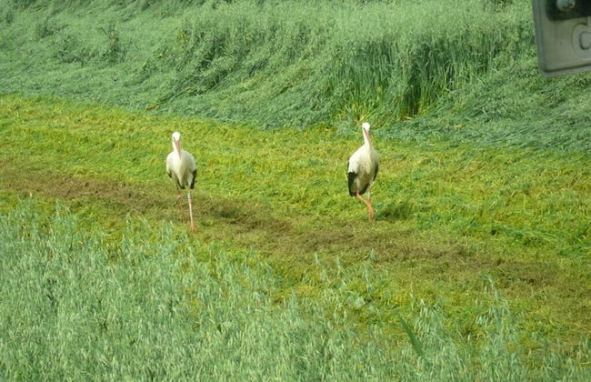 Brunnenhof Garden View - Foto 9