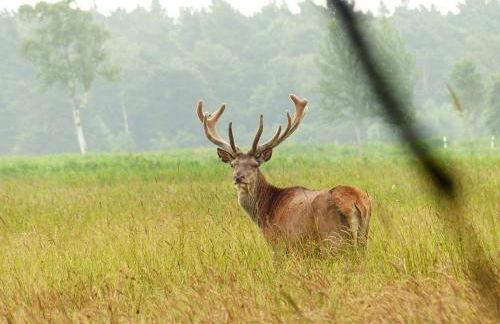 Ferienwohnungen Strandweg 6 - Foto 4