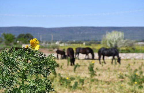 Masseria Medico di Maglie - Foto 31