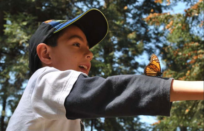 Monarch Butterfly Sanctuary Sierra Chincua - Photo 1