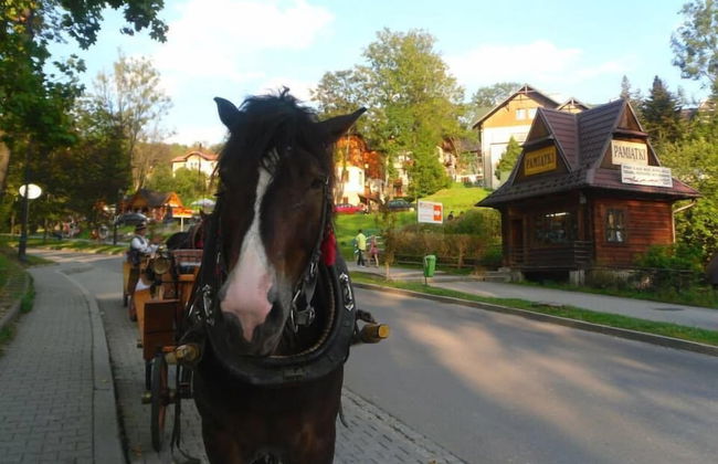 Jaworki Green Dream - Foto 63