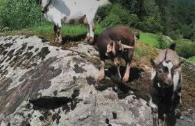 Residence Alice - Foto 30