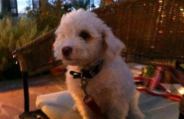 Studios Stefani - Photo 24