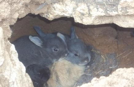 Gite Du Colombier - Foto 54