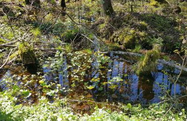 Zdalnie z Lasu - Siedlisko w Puszczy Białowieskiej - Foto 40
