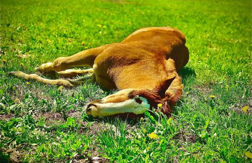 Oberprantschöllhof - Horse Mountain Stable - Foto 42