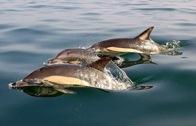 Villas Mare Residence - Foto 15