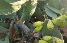 Cascina Vittorio, Relax in campagna con barbecue vicino Gallipoli - Foto 26