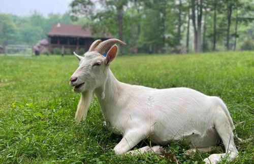 Log Cabin at the Goat Sanctuary - Foto 41