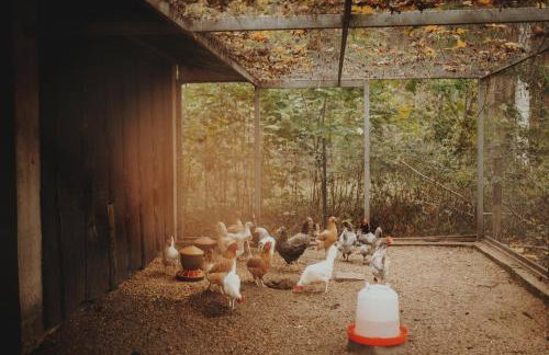 Pasieka Podlaska Tradycja - Foto 51