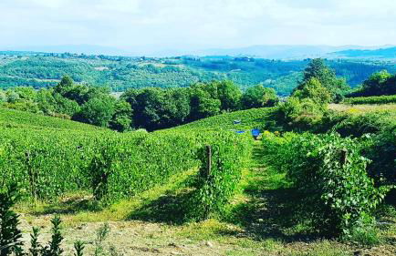 Agriturismo Sant'Ellero - Foto 9