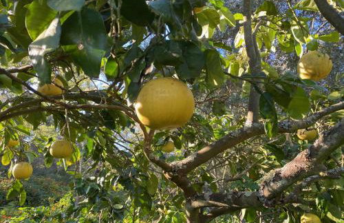 Três Figos - Foto 77