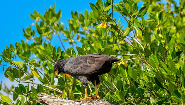 Varietà ornitologica di Ría Lagartos