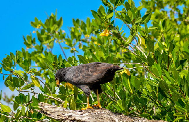 Paseo en barco por los manglares de Río Lagartos - Foto 4