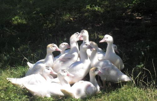 Ferienhof Heidemann - Foto 12