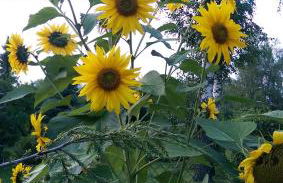 Ferienhaus am Birkenwaeldchen - Motzener See 150m - Foto 46