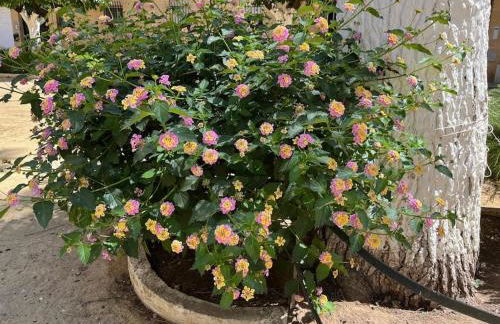 Triana Family suites - Foto 8