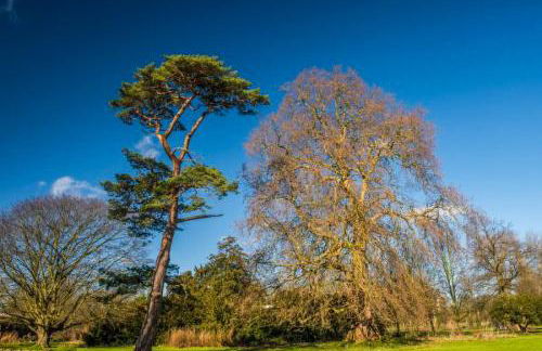 SW19 - Quiet split-level 2-bedroom maisonette with garden - Foto 25