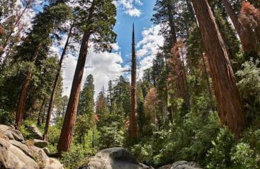 Sequoia Villa - Foto 12