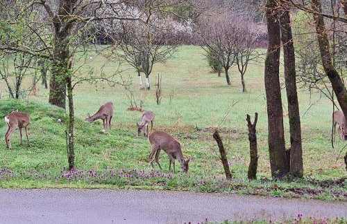 Double Paradise - Foto 43