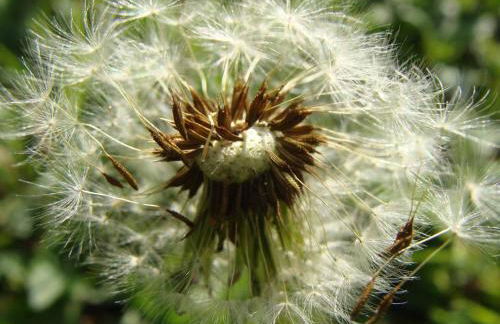 Appartementhaus Löwenzahn - Foto 21